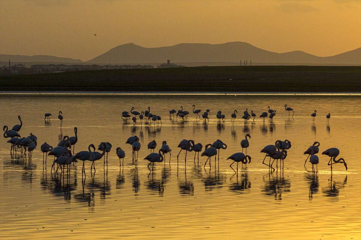 Konya’da kuruyan göl yeniden canlandı, flamingolar geri döndü 11